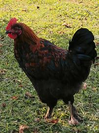 Gallo Marans e gallo Olive egger