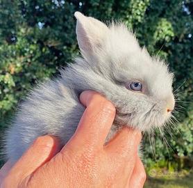 Coniglietti nani occhi azzurri