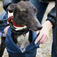 WILSON giovane e dolce Galgo