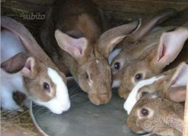 Conigli nostrani