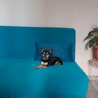 Chihuahua per monta