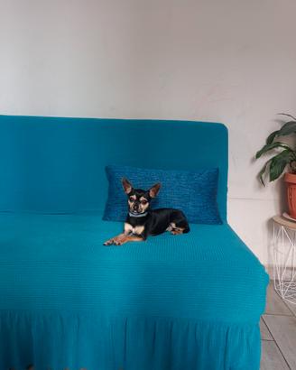 Chihuahua per monta