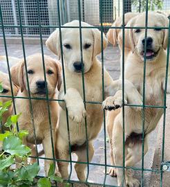 Cuccioli di Labrador