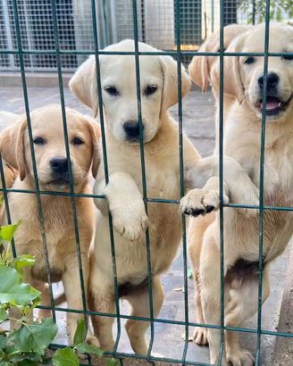 Cuccioli di Labrador