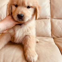 Eros e Chanel Golden retriever americano