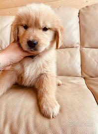 Eros e Chanel Golden retriever americano