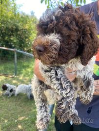 Cucciolo Lagotto romagnolo