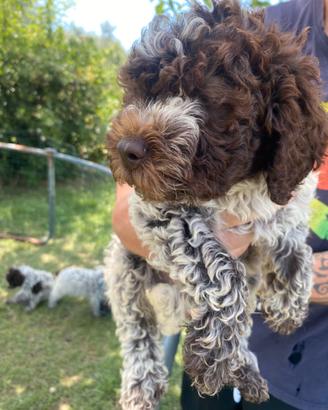 Cucciolo Lagotto romagnolo