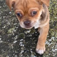 Incrocio Chihuahua-Pechinese