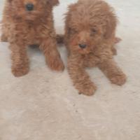 Cuccioli e cuccioloni barboncino