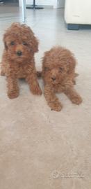 Cuccioli e cuccioloni barboncino