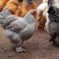 Uova brahama e moroseta