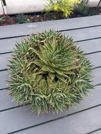 Aloe aristata in ciotola