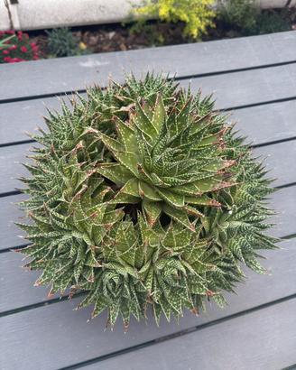 Aloe aristata in ciotola