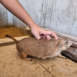 Cane della prateria allevato a mano