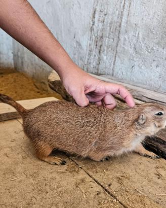 Cane della prateria allevato a mano