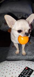 Chihuahua maschio per accoppiamento