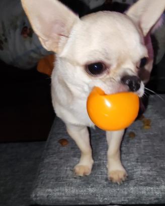 Chihuahua maschio per accoppiamento