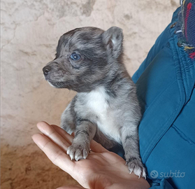 Cuccioli taglia piccola