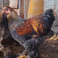 Coppie riproduttive galline Brhama