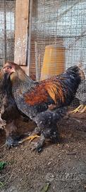 Coppie riproduttive galline Brhama