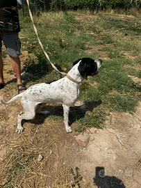 Pointer Inglese