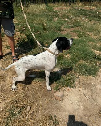 Pointer Inglese