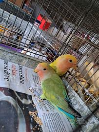 Inseparabili allevati a mano