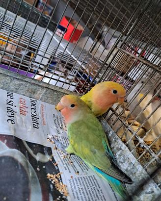 Inseparabili allevati a mano