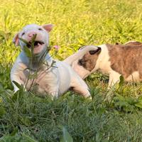 Bull terrier miniature