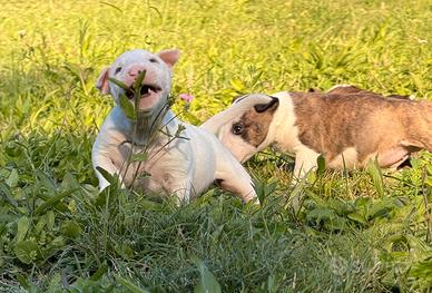 Bull terrier miniature