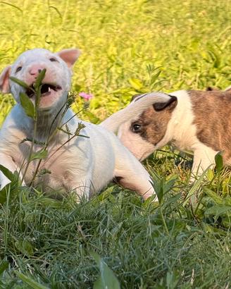 Bull terrier miniature