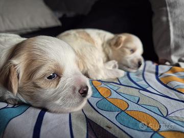 Cuccioli Maltipoo maschi di 3 mesi