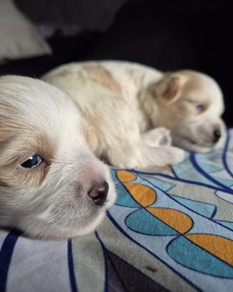 Cuccioli Maltipoo maschi di 3 mesi