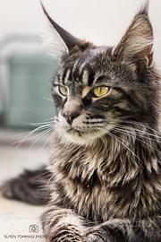 Maine coon cuccioli