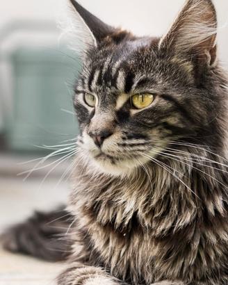 Maine coon cuccioli
