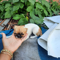 Chihuahua femmina