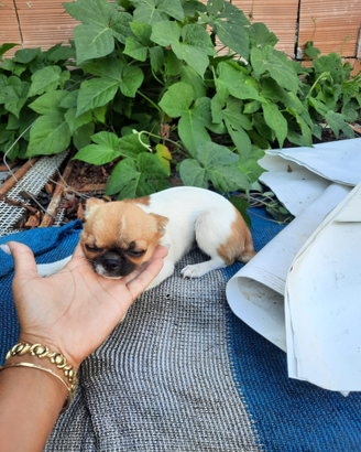 Chihuahua femmina