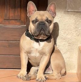 Bulldog francese maschio disponibile per monta