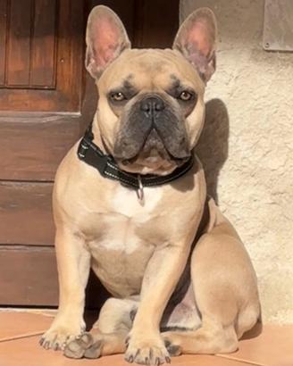 Bulldog francese maschio disponibile per monta