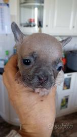 Cucciole bulldog francese