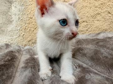 Gatti piccoli