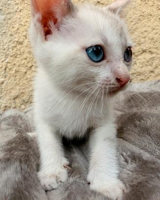 Gatti piccoli