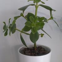 Clusia Rosea 