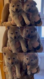 Cuccioli Cane Lupo Cecoslovacco Femmine