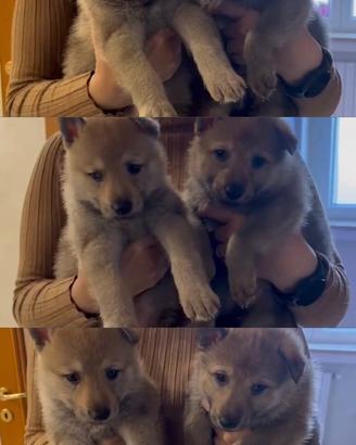 Cuccioli Cane Lupo Cecoslovacco Femmine