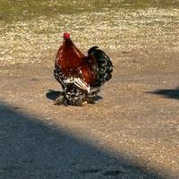 Coppia cocincina nanna millefiori