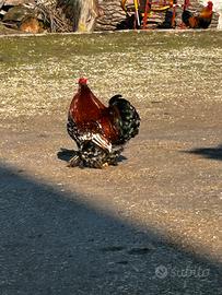 Coppia cocincina nanna millefiori