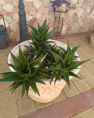 Pianta grassa 