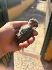 Pullo di inseparabili